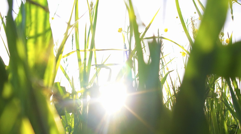 Sun through grass-5 Things In A Youth Rehab Center-RiverSource
