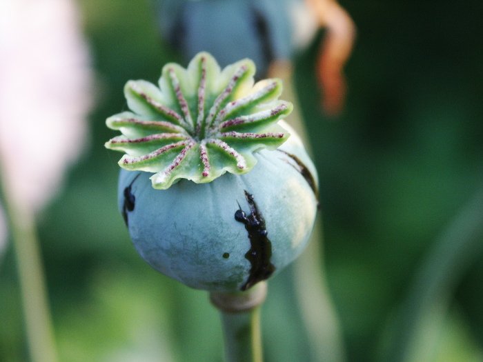 Poppies Growing Flower
