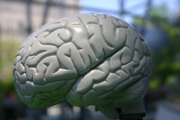 Brain Model