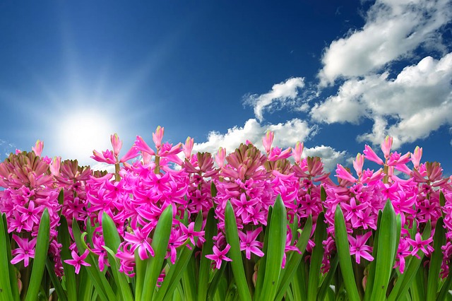 Spring flowers