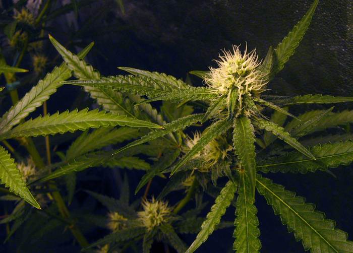 Marijuana Will Remain Illegal Under Federal Law