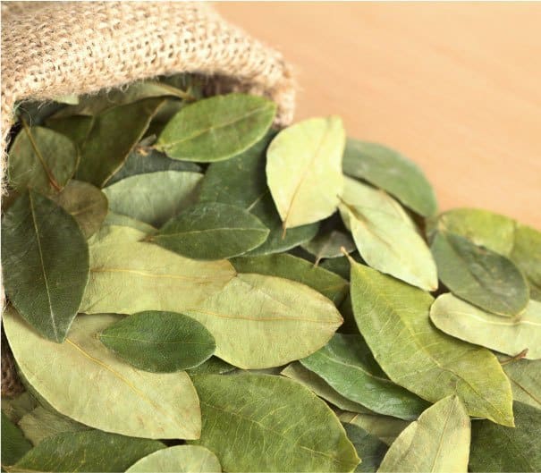 Cocaine Leaves